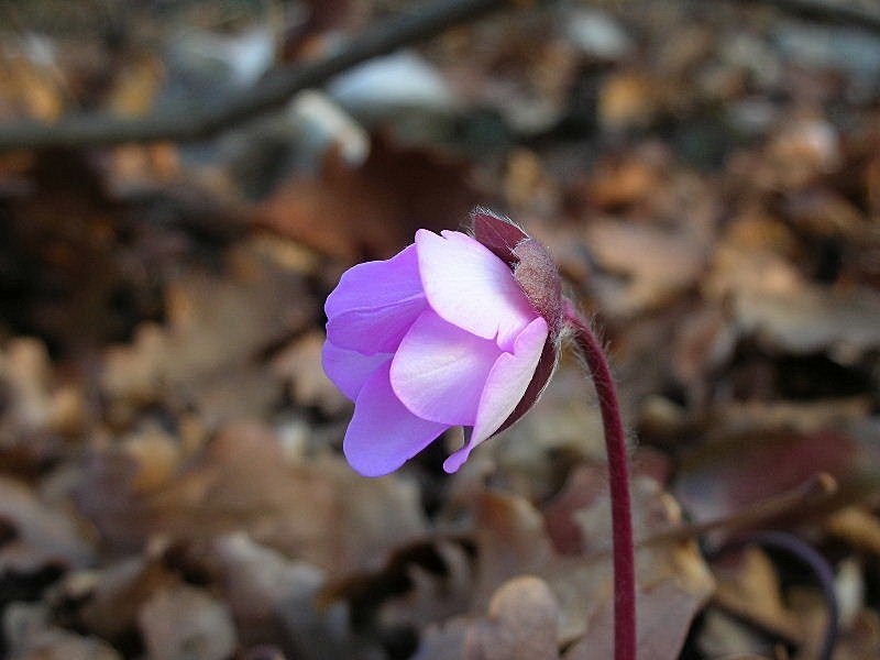 Hepatica nobilis / Erba trinità